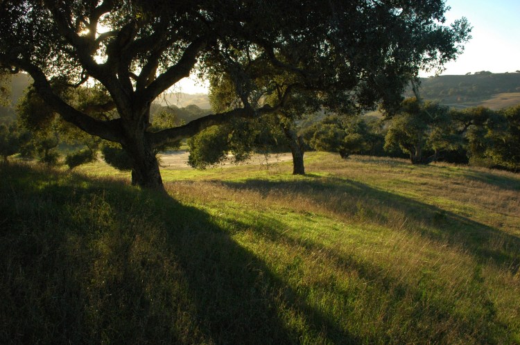 Santa Ynez, Calilfornia (photo credit: Todd Anderson)